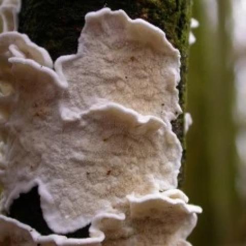Papierzwam
