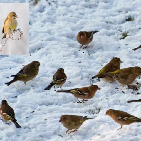 Vogels in de winter