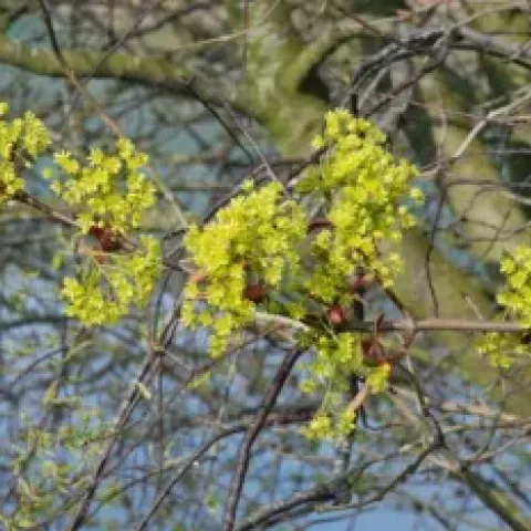Noorse Esdoorn