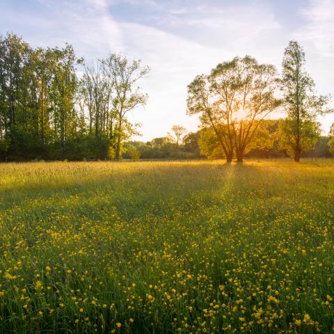 Ondergaande zon op Honegem