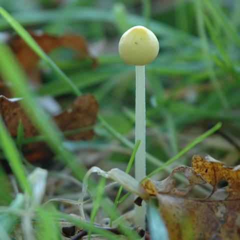 Dooiergele mestzwam