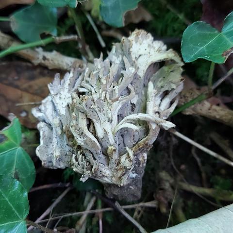 Clavulina cinerea