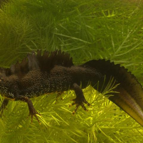 Kamsalamander