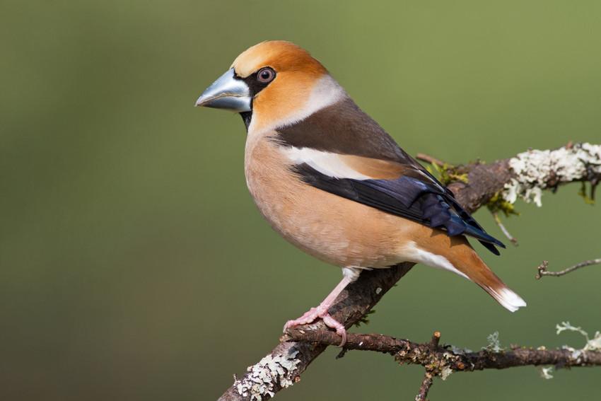 Appelvink - Luc Meert