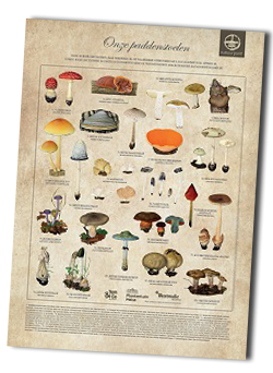 Gratis Paddenstoelenposter Natuurpunt