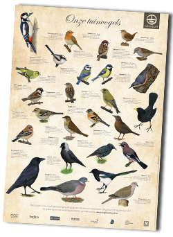 Gratis Vogelposter Natuurpunt