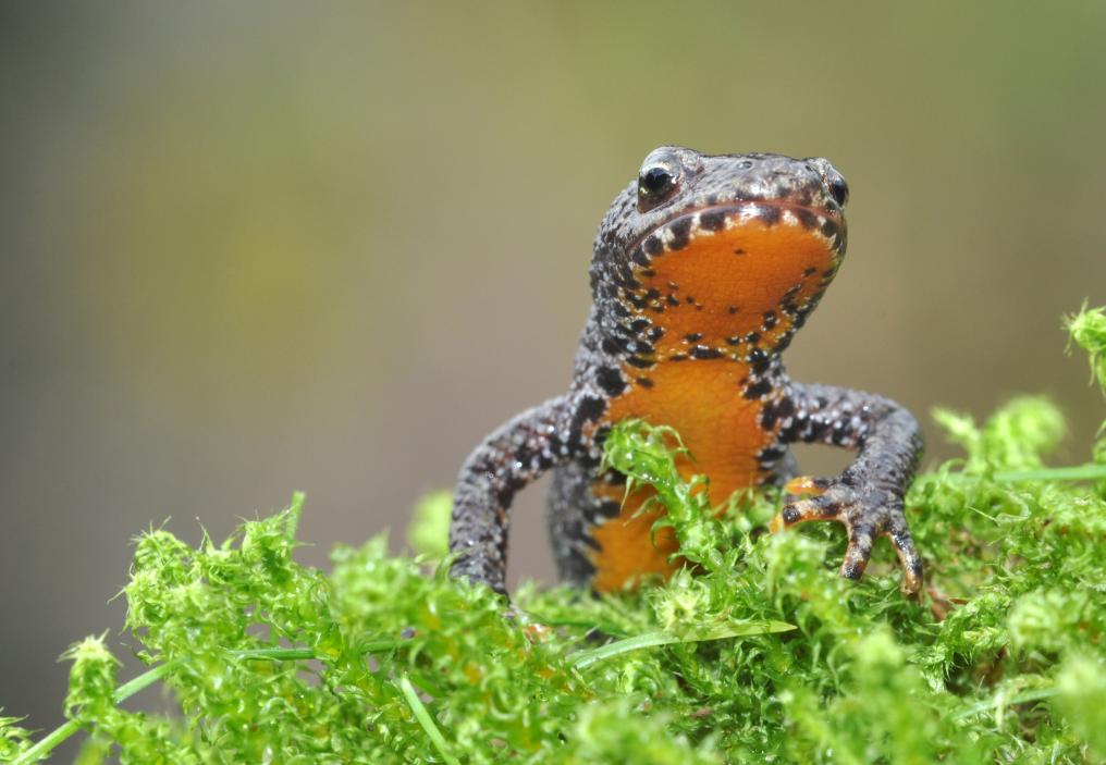 Amfibie - Alpenwatersalamander - Danny Declercq