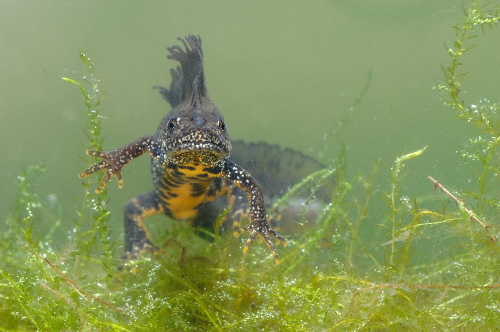 Kamsalamander Amfibie - Kamsalamander - Hugo Willocx