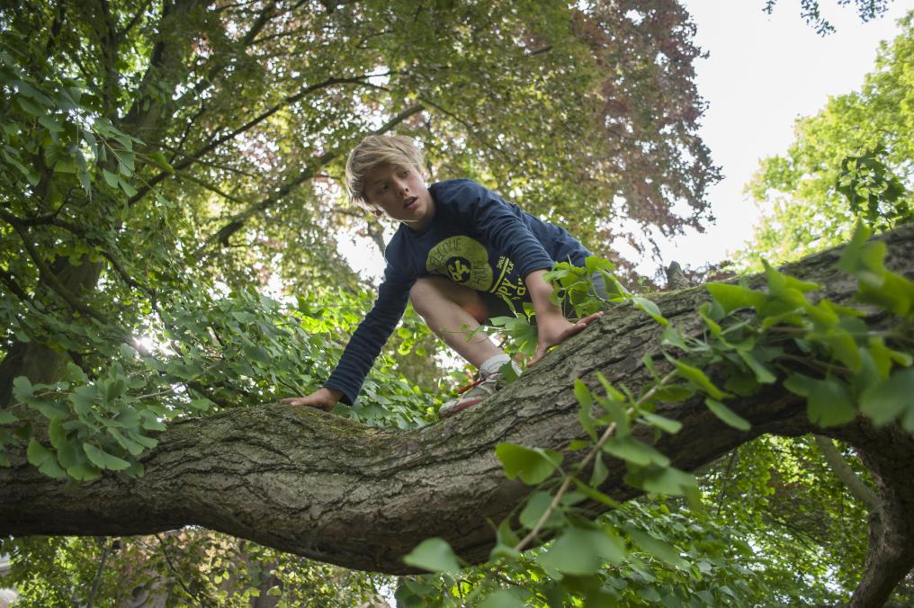 Bos - tuin - Wim Dirckx