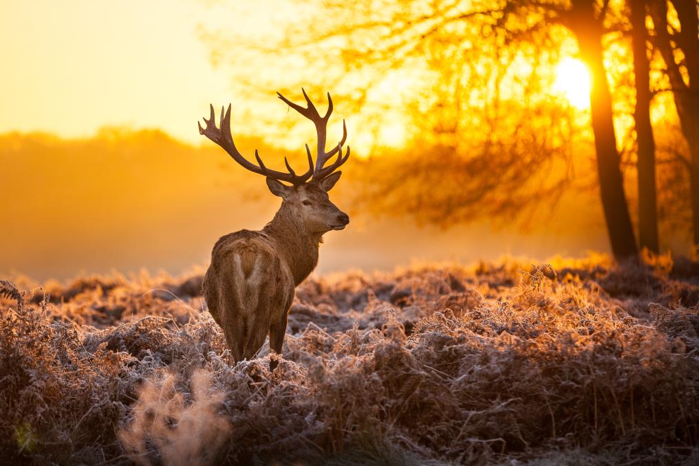 Edelhert - Heide- avond - Shutterstock