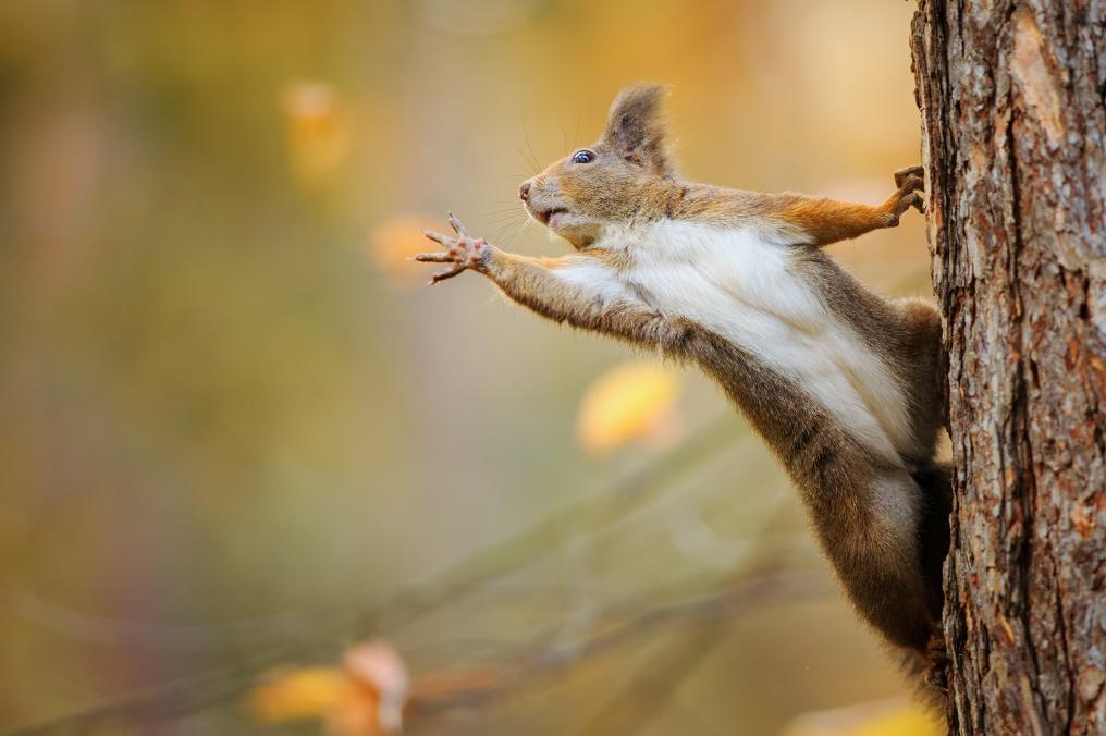 Eekhoorn - hallo - Shutterstock
