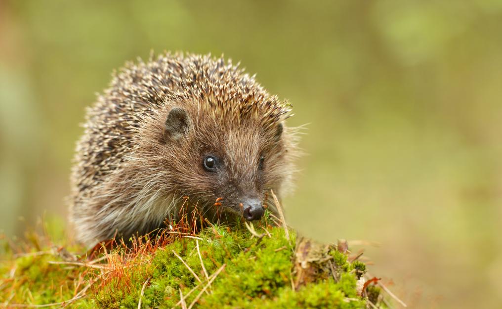 Egel in tuin - Shutterstock
