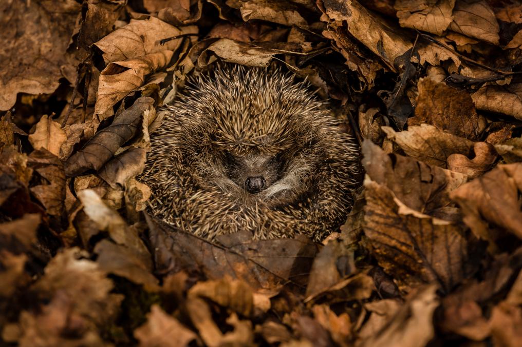 Egel in winterslaap - Tuin - Bladeren - Shutterstock