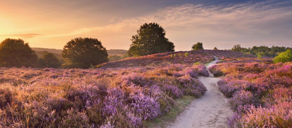 Heide - wandeling - Shutterstock