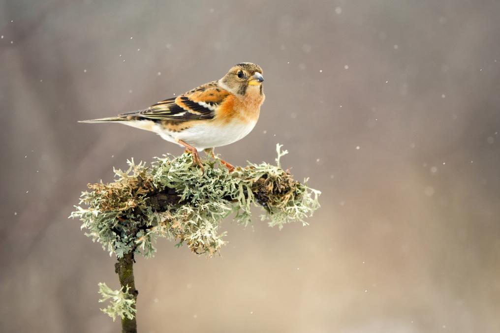 Keep in sneeuw - Shutterstock