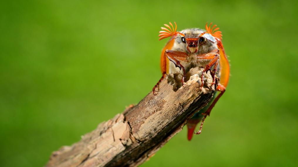 Meikever op tak - Shutterstock