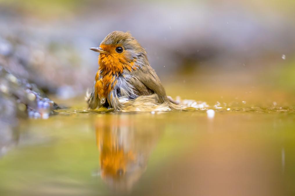 Roodborst in bad  - Shutterstock