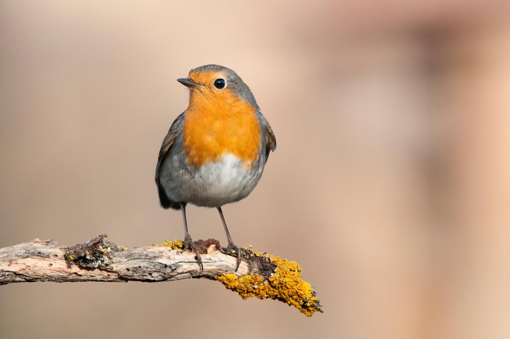 Roodborst op tak - Shutterstock