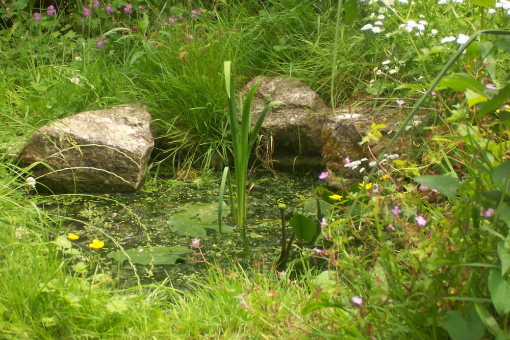 Tuin - Ecologische_tuinvijver - Shutterstock