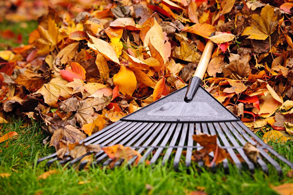 Tuin - Tuinieren - Bladeren - hark - Shutterstock