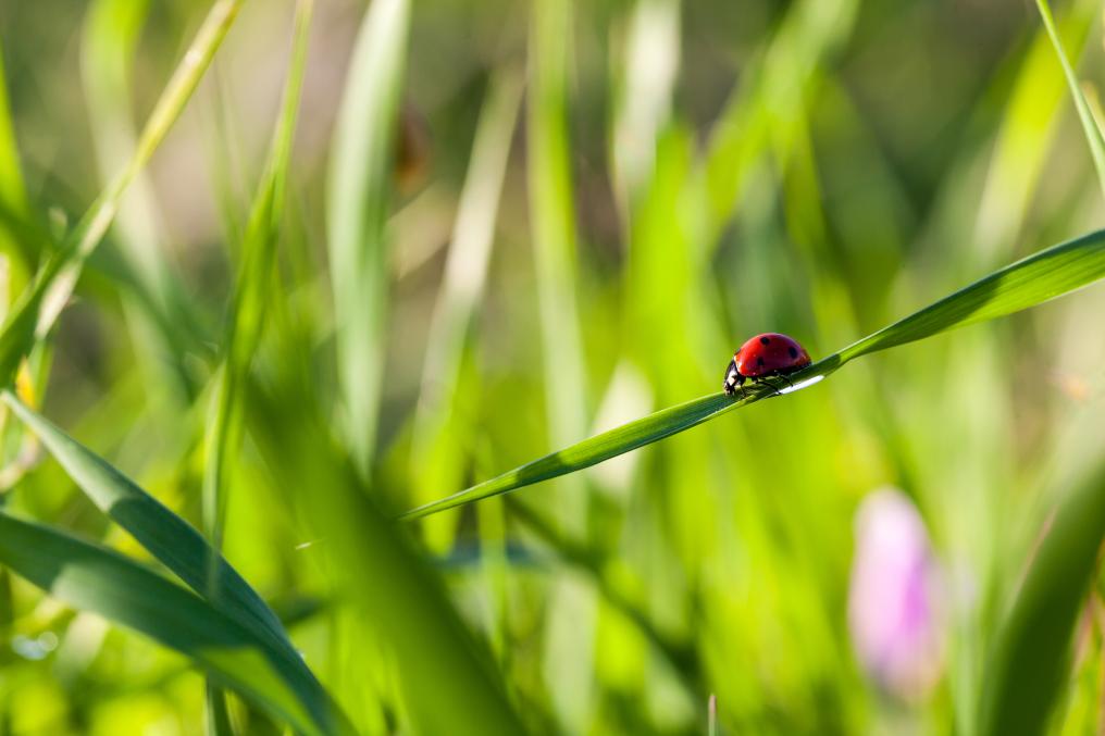 Tuin - lieveheersbeestje - insecten - Shutterstock