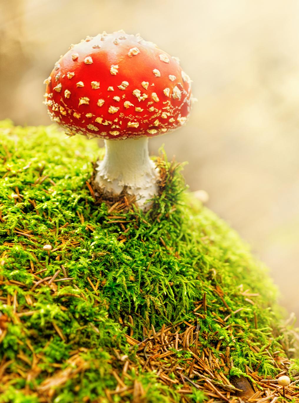 Vliegenzwam op mos - Shutterstock