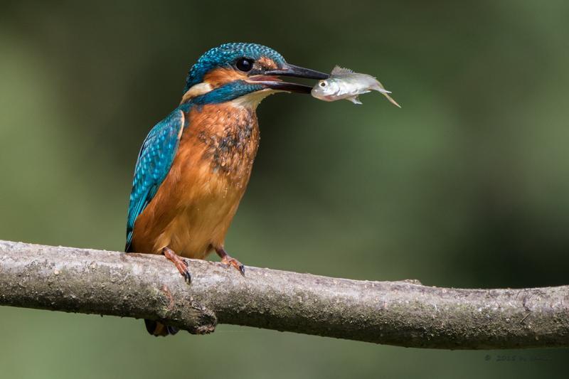 IJsvogel - waarnemingen.be - Eddie Meynen