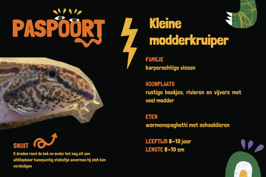 weetjes over de modderkruiper