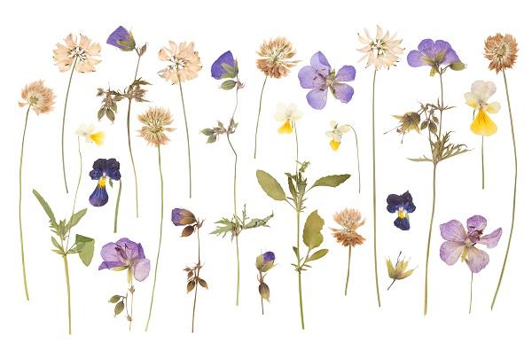 droogbloemen