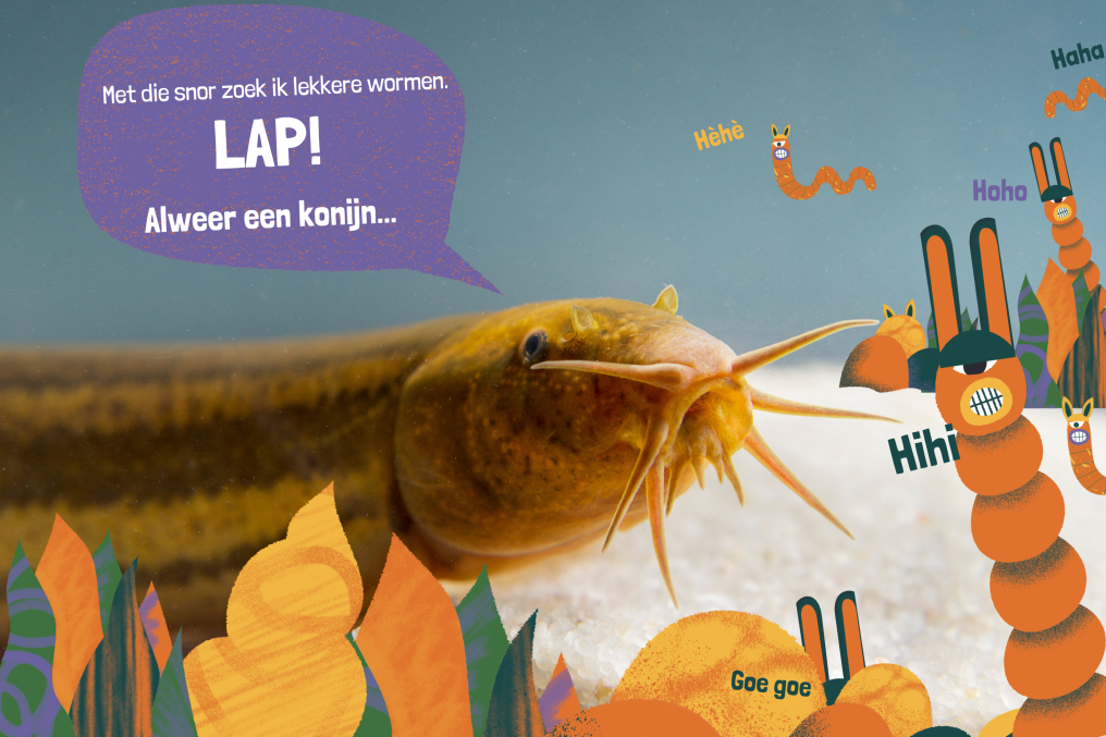 modderkruiper 