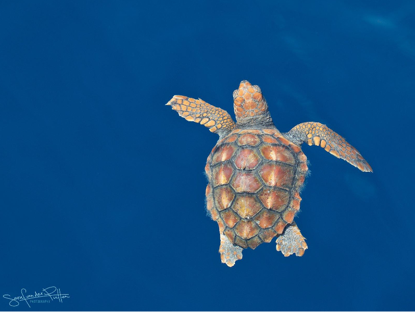 Onechte karetschildpad - Seraf van der Putten.png