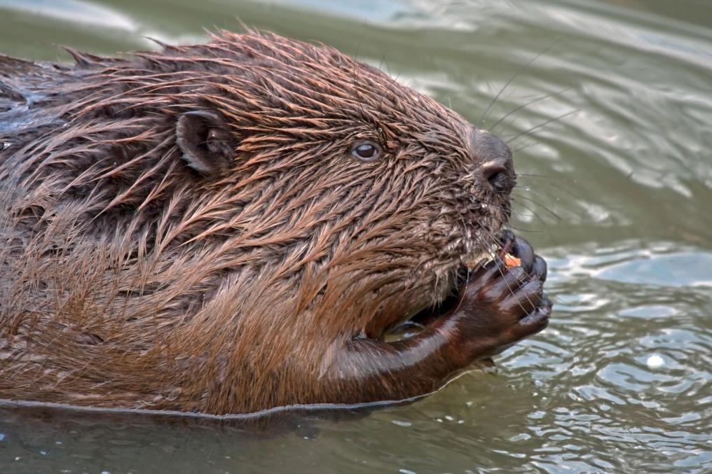 Bever in water - Shutterstock