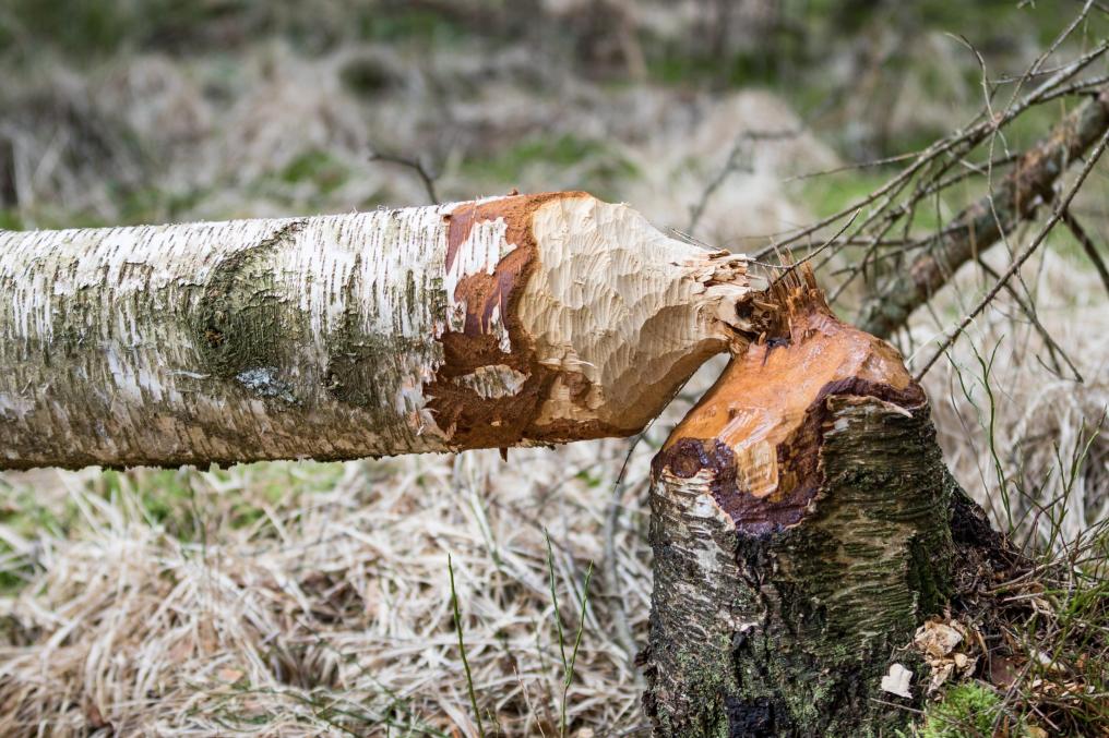 Bever - Knaagspoor - Shutterstock