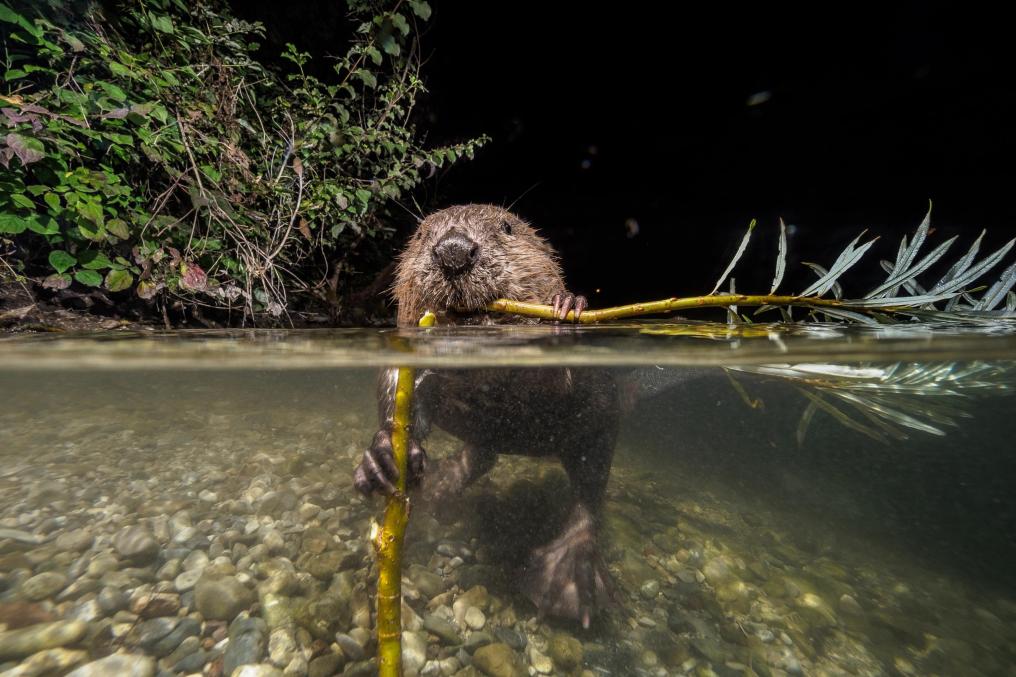 Bever in water - Shutterstock