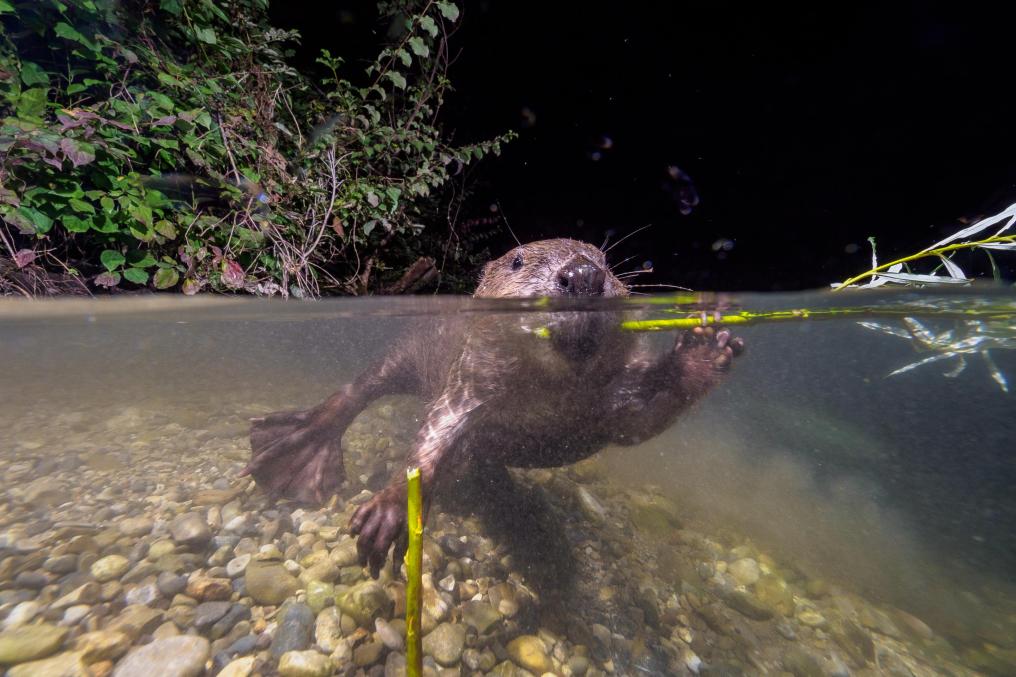 Bever in water - Shutterstock