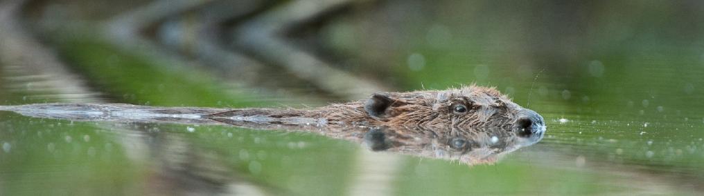Bever - zwemt - Wim Dirckx