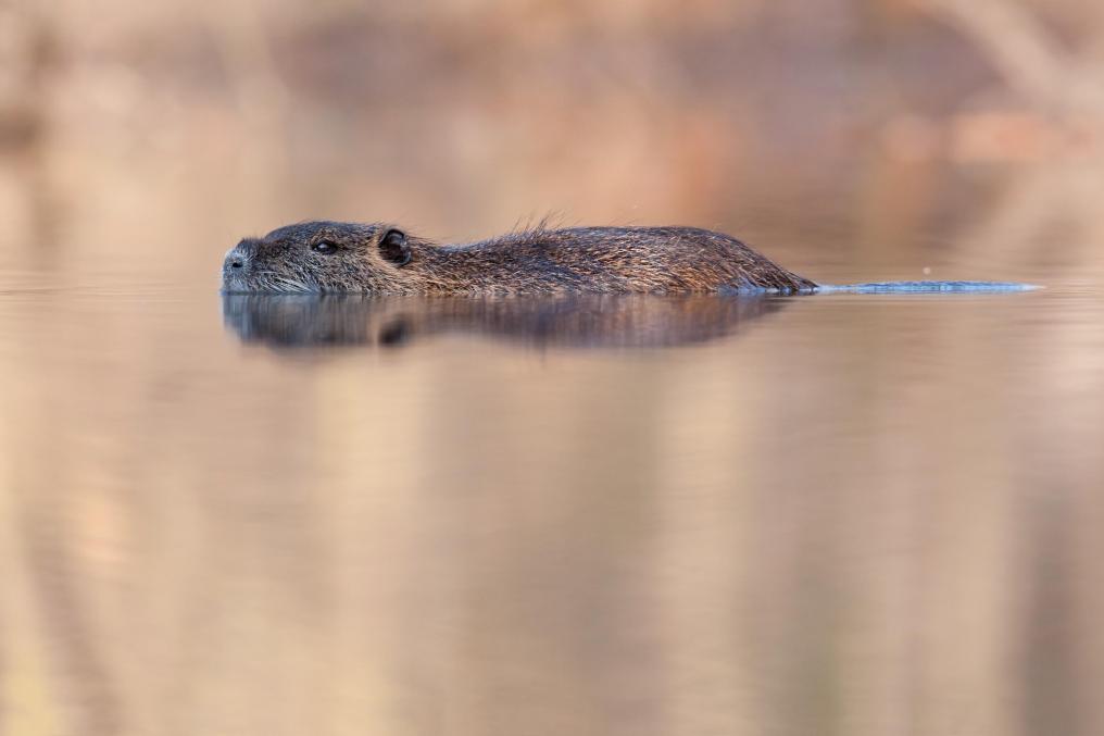 Beverrat - Shutterstock