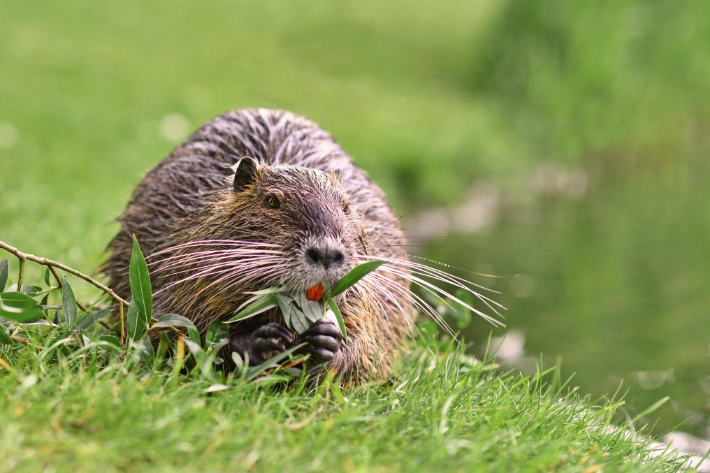 Beverrat op land - Shutterstock