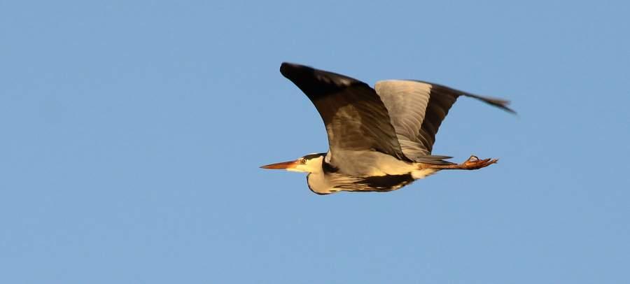 Blauwe_reiger2-Vic_Van_Dyck