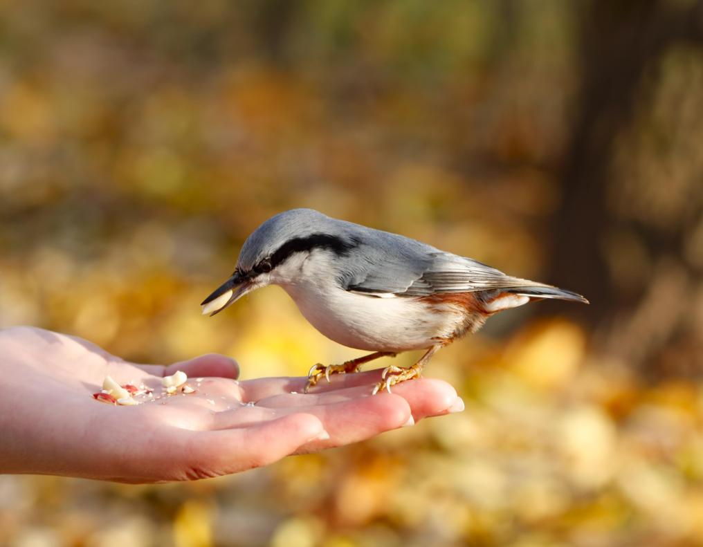 Boomklever eet uit hand - Shutterstock