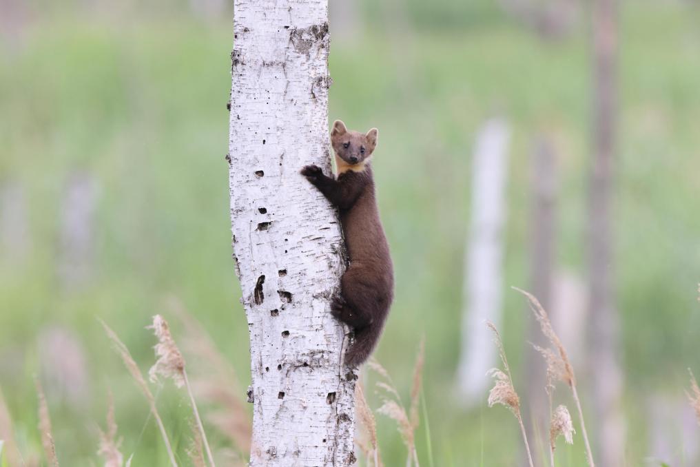 Boommarter klimt in boom - Shutterstock