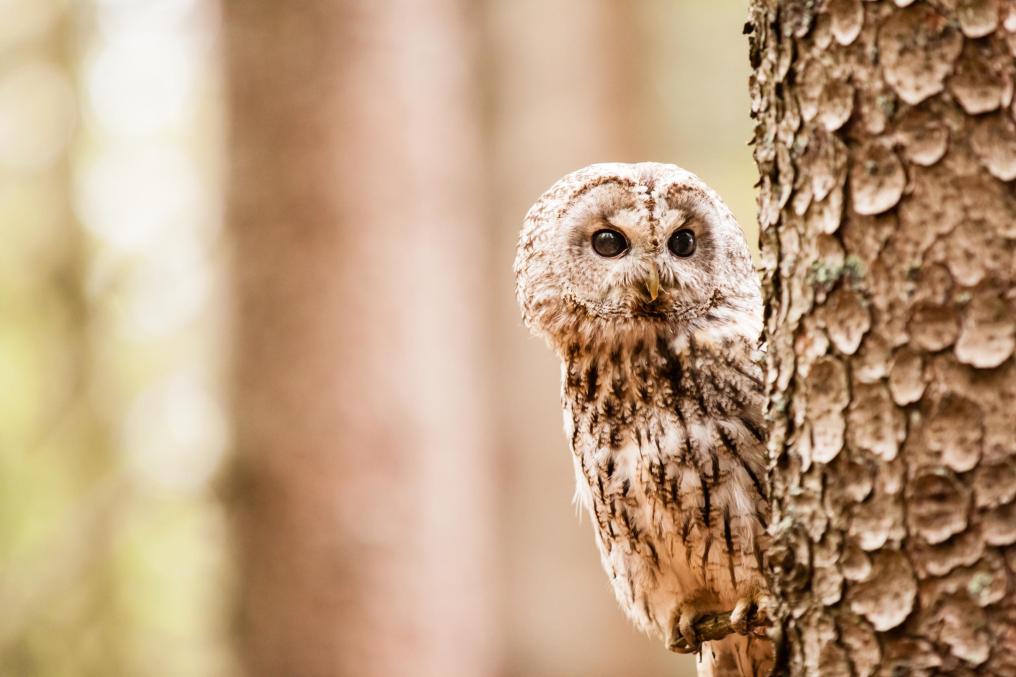 Bosuil - juveniels - in boom - Shutterstock