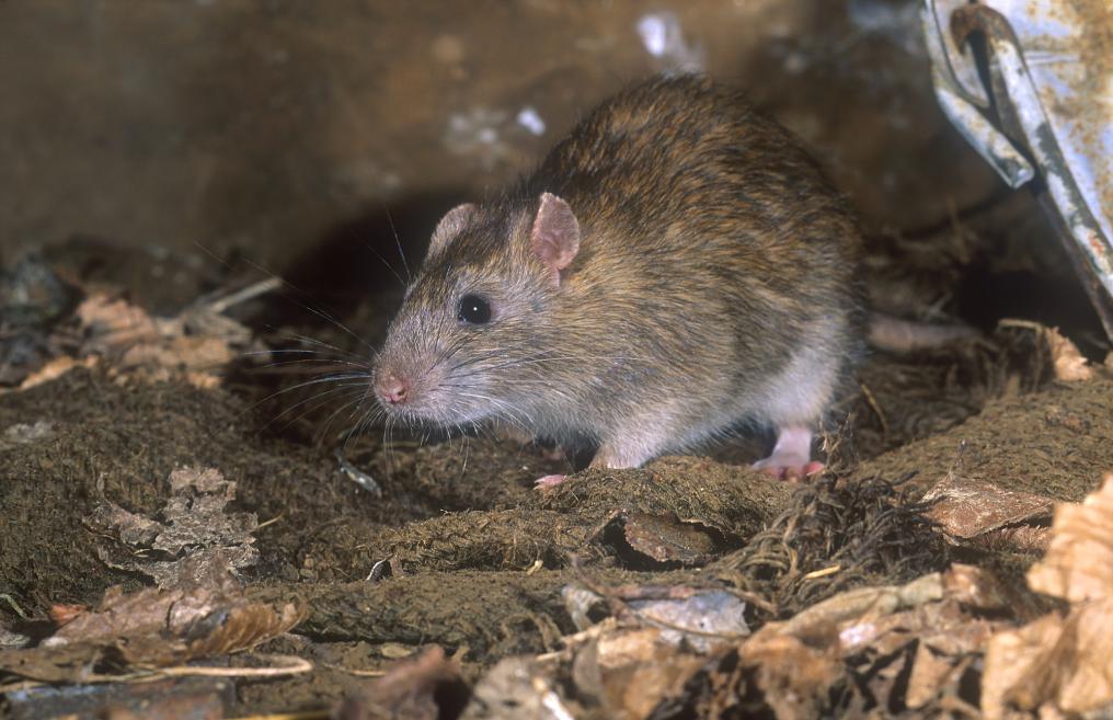 Bruine rat - Hugo Willocx