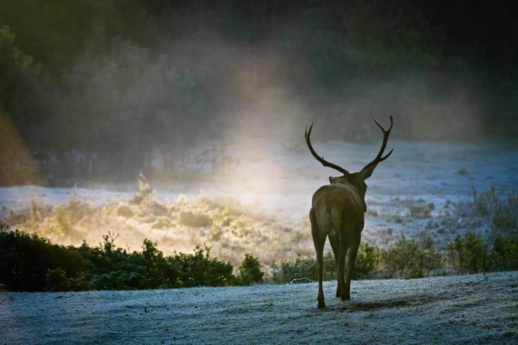Edelhert - Shutterstock