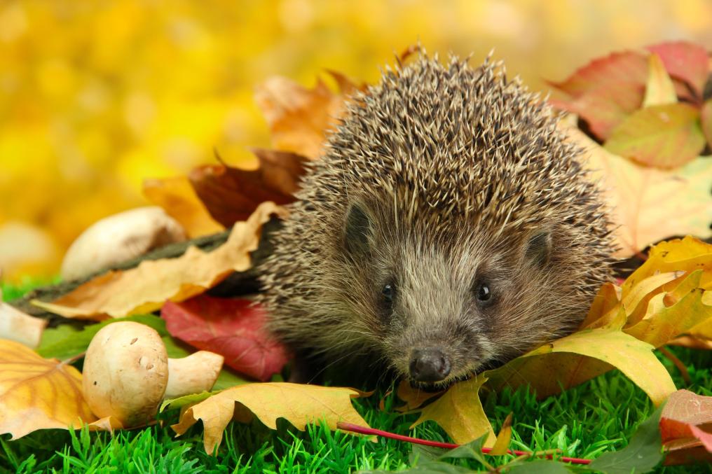 Egel - in herfstbladeren - Shutterstock