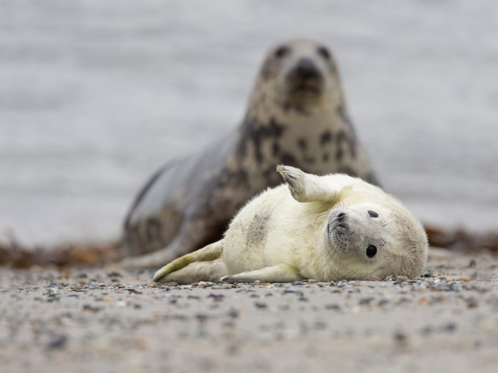 Grijze zeehond met pup - Luc Meert
