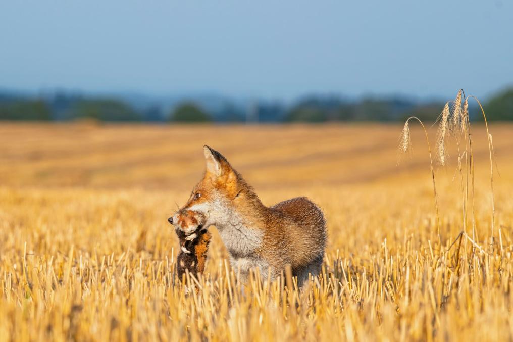 Hamster is prooi voor vos - Shutterstock