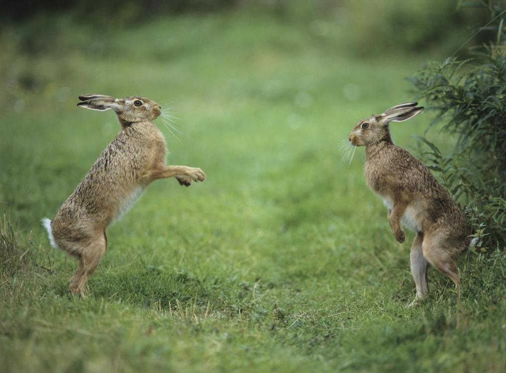 Haas - Rammelen - Boksen - Shutterstock