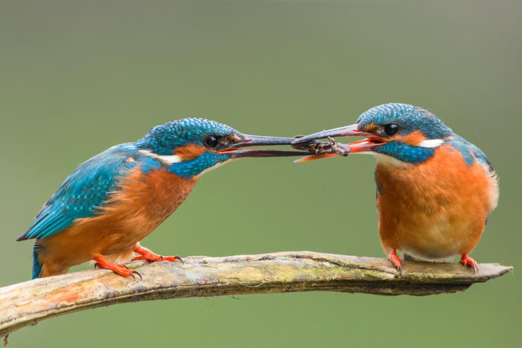 IJsvogels delen vis - Shutterstock