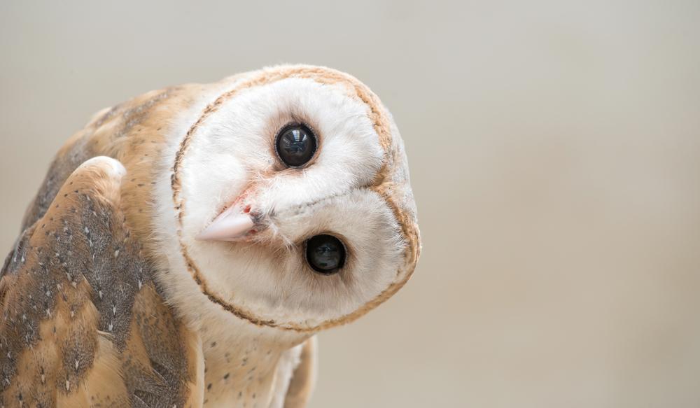 Kerkuil kijkt - Shutterstock